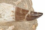 Fossil Rooted Mosasaur (Prognathodon) Tooth In Rock- Morocco #217467-1